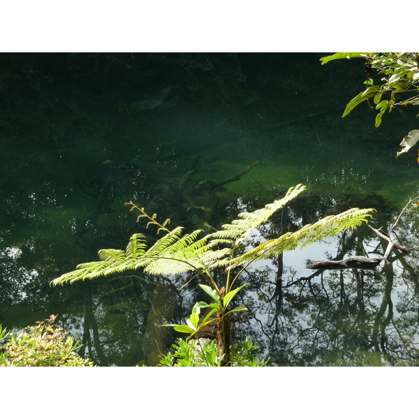 Picture New Caledonia Parc de la Riviere Bleue Le Grand Kaori 2010-05 47 - Around Le Grand Kaori