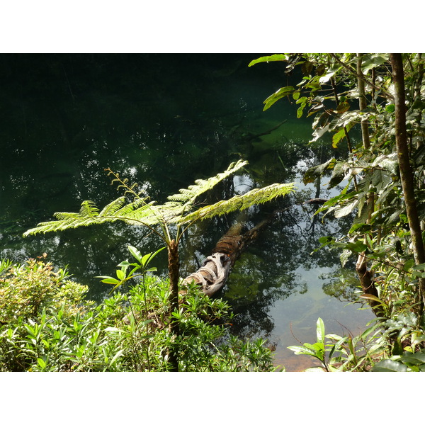 Picture New Caledonia Parc de la Riviere Bleue Le Grand Kaori 2010-05 46 - Tours Le Grand Kaori