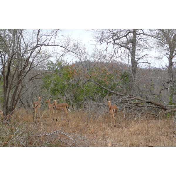 Picture South Africa Kruger National Park 2008-09 65 - Recreation Kruger National Park