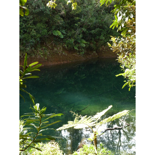 Picture New Caledonia Parc de la Riviere Bleue Le Grand Kaori 2010-05 12 - Center Le Grand Kaori