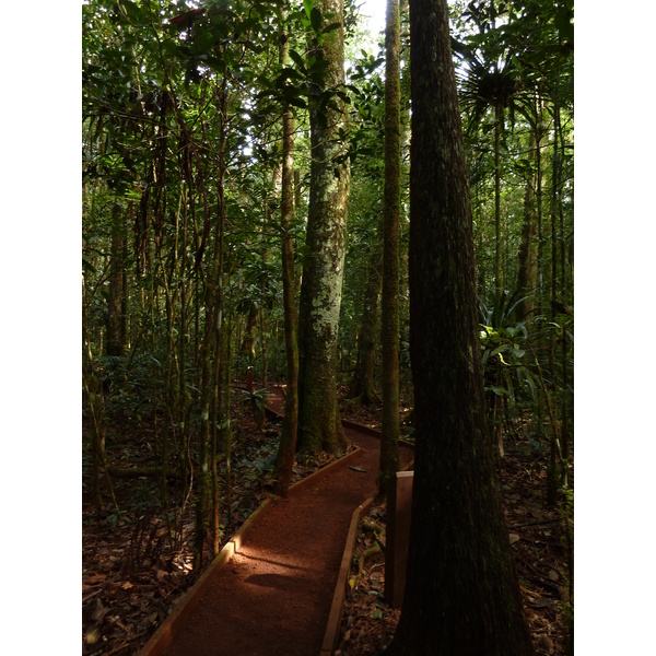 Picture New Caledonia Parc de la Riviere Bleue Le Grand Kaori 2010-05 0 - Discovery Le Grand Kaori