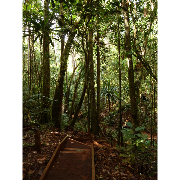 Picture New Caledonia Parc de la Riviere Bleue Le Grand Kaori 2010-05 14 - Journey Le Grand Kaori