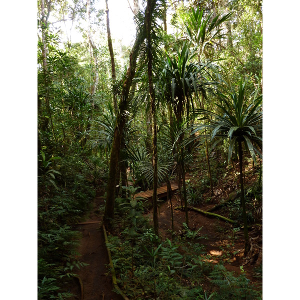 Picture New Caledonia Parc de la Riviere Bleue Le Grand Kaori 2010-05 22 - Discovery Le Grand Kaori