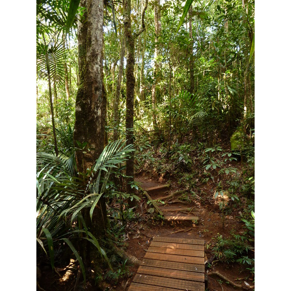 Picture New Caledonia Parc de la Riviere Bleue Le Grand Kaori 2010-05 30 - Around Le Grand Kaori