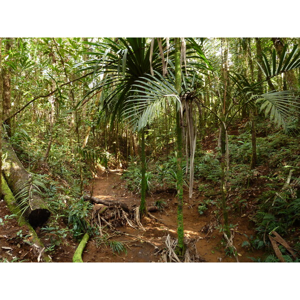 Picture New Caledonia Parc de la Riviere Bleue Le Grand Kaori 2010-05 24 - Journey Le Grand Kaori