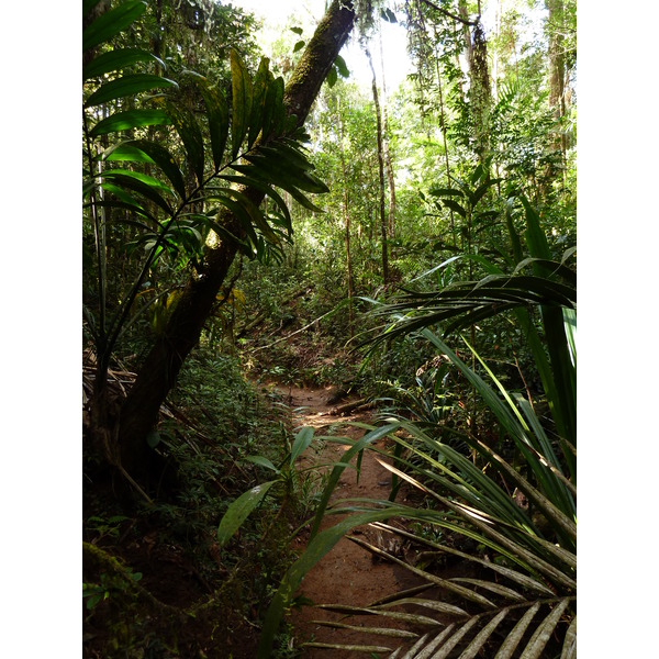 Picture New Caledonia Parc de la Riviere Bleue Le Grand Kaori 2010-05 40 - Center Le Grand Kaori