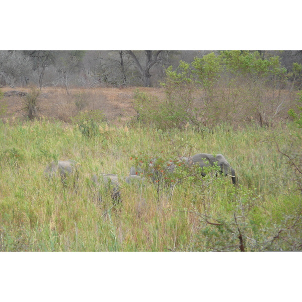 Picture South Africa Kruger National Park Sable River 2008-09 71 - History Sable River