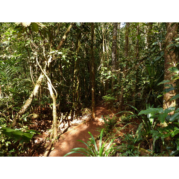 Picture New Caledonia Parc de la Riviere Bleue Le Grand Kaori 2010-05 39 - Tours Le Grand Kaori