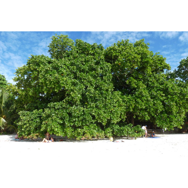 Picture Seychelles Anse Lazio 2011-10 123 - Center Anse Lazio