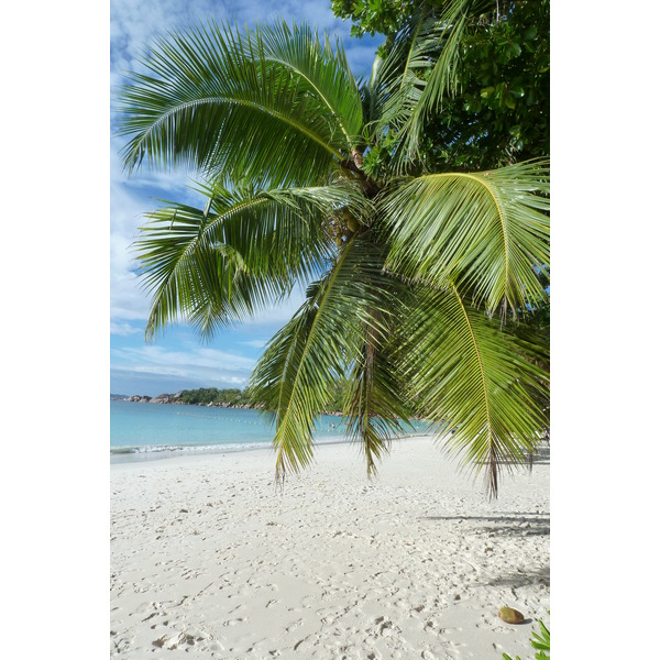 Picture Seychelles Anse Lazio 2011-10 130 - Tours Anse Lazio