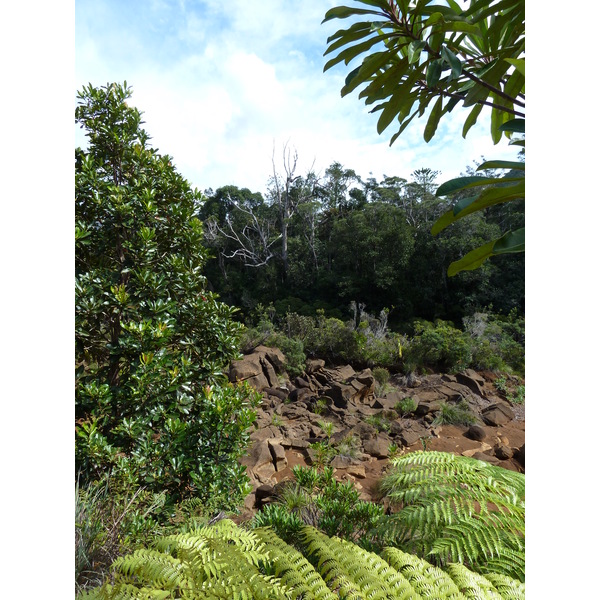 Picture New Caledonia Parc de la Riviere Bleue 2010-05 127 - Journey Parc de la Riviere Bleue