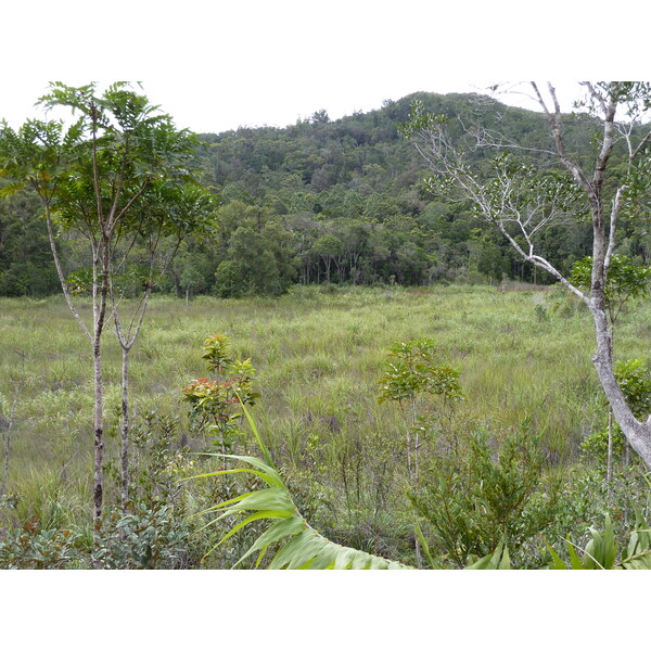 Picture New Caledonia Parc de la Riviere Bleue 2010-05 20 - Around Parc de la Riviere Bleue