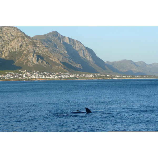 Picture South Africa Harmanus 2008-09 293 - Discovery Harmanus