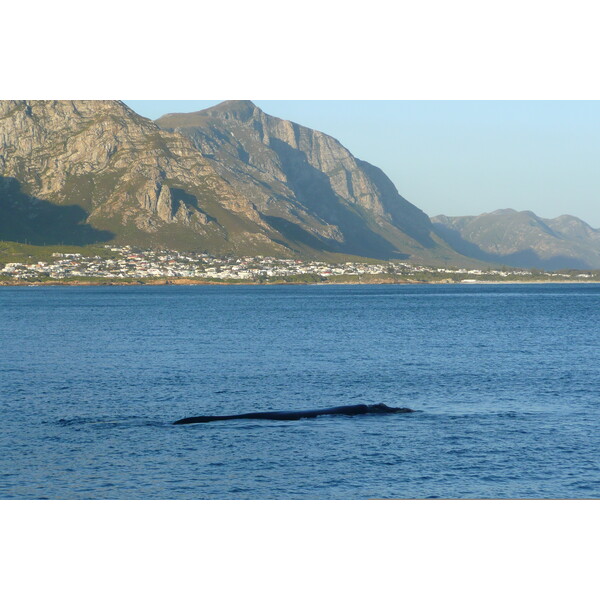 Picture South Africa Harmanus 2008-09 14 - Center Harmanus