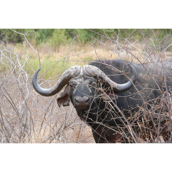 Picture South Africa Kruger National Park Sable River 2008-09 80 - History Sable River