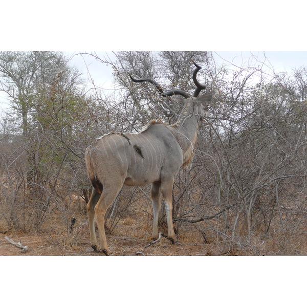 Picture South Africa Kruger National Park Sable River 2008-09 85 - History Sable River