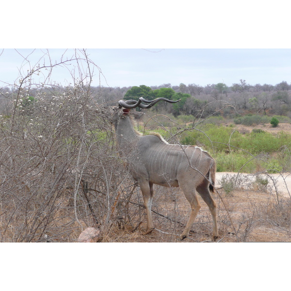 Picture South Africa Kruger National Park Sable River 2008-09 8 - Tour Sable River