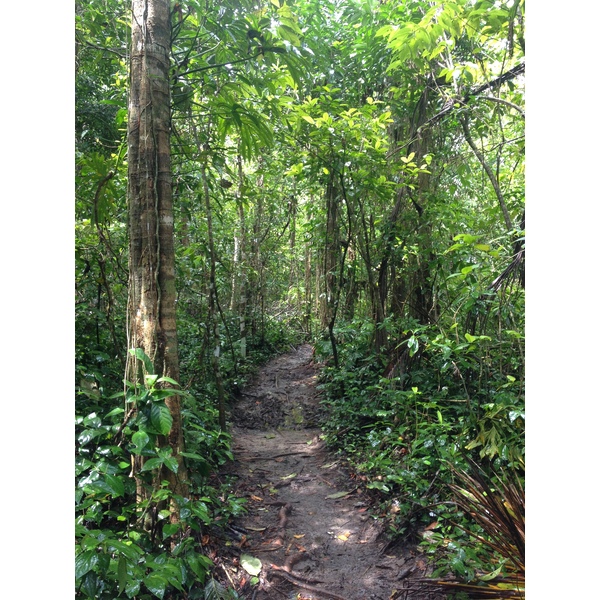 Picture Costa Rica Cahuita 2015-03 36 - Tours Cahuita