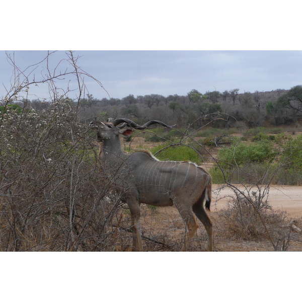 Picture South Africa Kruger National Park Sable River 2008-09 13 - Discovery Sable River