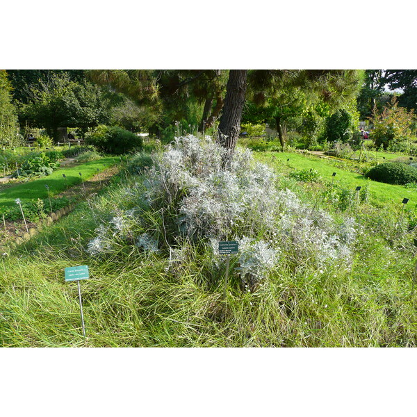 Picture France Paris Jardin des Plantes 2007-08 154 - Tours Jardin des Plantes