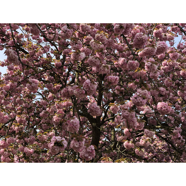 Picture France Parc de Sceaux 2019-04 97 - Center Parc de Sceaux