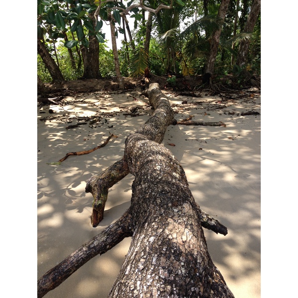 Picture Costa Rica Cahuita 2015-03 94 - Around Cahuita