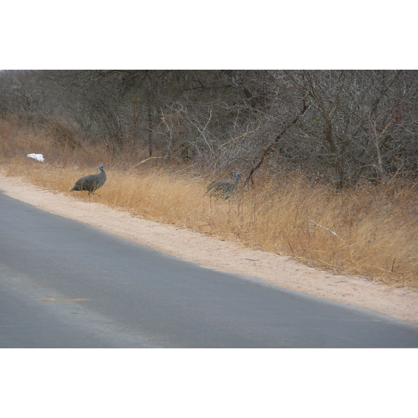 Picture South Africa Kruger National Park Sable River 2008-09 29 - Tours Sable River