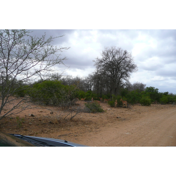 Picture South Africa Kruger National Park 2008-09 162 - Around Kruger National Park