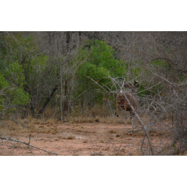 Picture South Africa Kruger National Park 2008-09 117 - Tour Kruger National Park