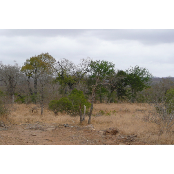 Picture South Africa Kruger National Park Crocodile River road 2008-09 33 - Tour Crocodile River road