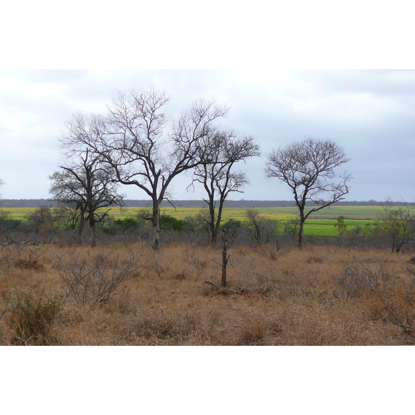 Picture South Africa Kruger National Park Crocodile River road 2008-09 42 - Center Crocodile River road