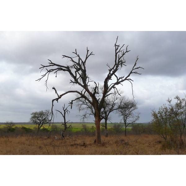 Picture South Africa Kruger National Park Crocodile River road 2008-09 39 - Tour Crocodile River road