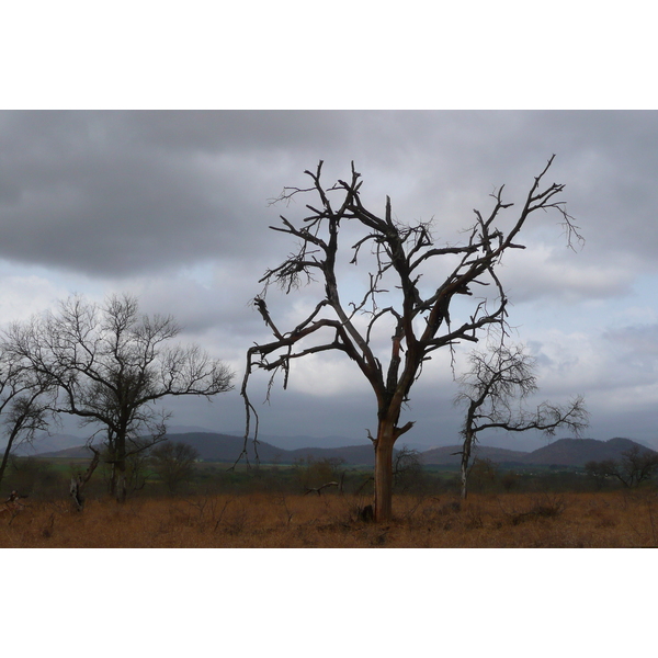 Picture South Africa Kruger National Park Crocodile River road 2008-09 34 - Tour Crocodile River road