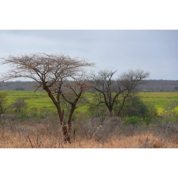 Picture South Africa Kruger National Park Crocodile River road 2008-09 31 - Tours Crocodile River road