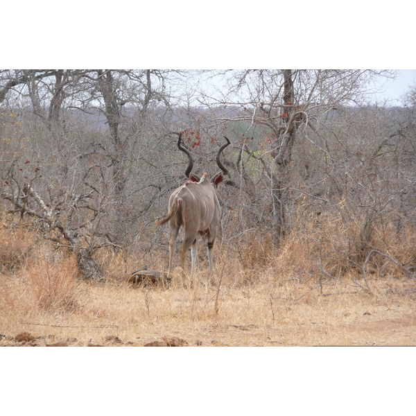 Picture South Africa Kruger National Park Crocodile River road 2008-09 30 - Discovery Crocodile River road