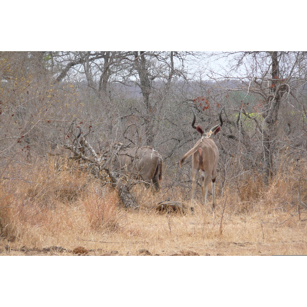 Picture South Africa Kruger National Park Crocodile River road 2008-09 35 - Around Crocodile River road