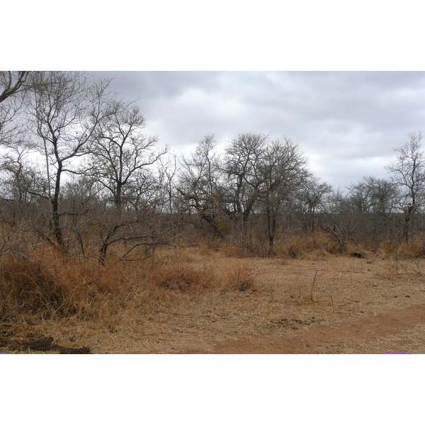 Picture South Africa Kruger National Park Crocodile River road 2008-09 29 - Journey Crocodile River road