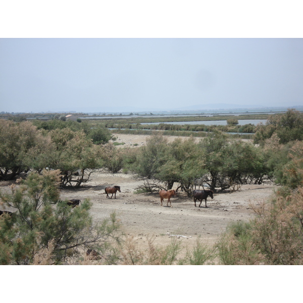 Picture France Camargue 2006-06 7 - Center Camargue