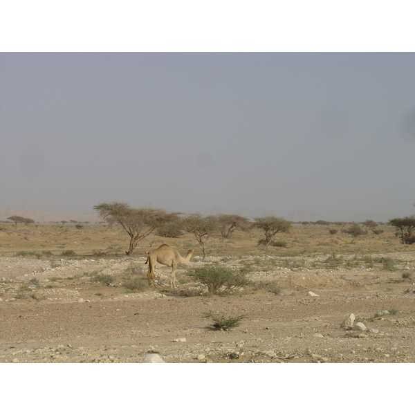 Picture Sultanate of Oman Buraimi to Mahada road 2005-03 10 - History Buraimi to Mahada road