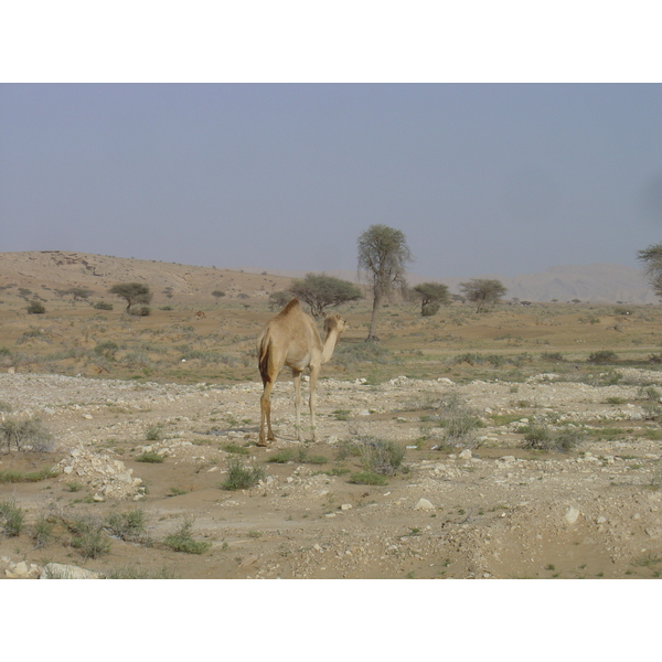 Picture Sultanate of Oman Buraimi to Mahada road 2005-03 15 - Discovery Buraimi to Mahada road