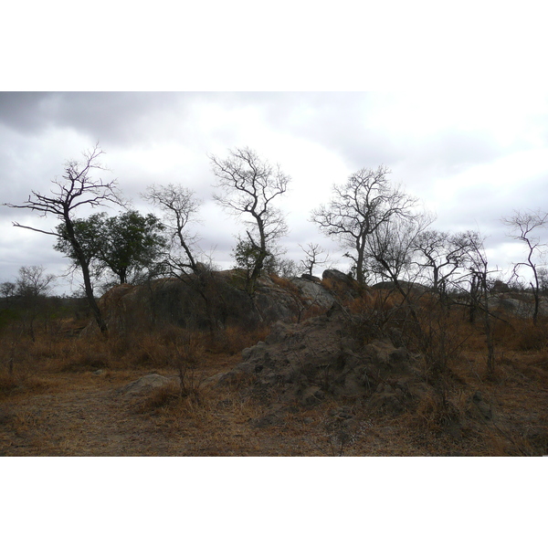 Picture South Africa Kruger National Park Crocodile River road 2008-09 6 - Around Crocodile River road