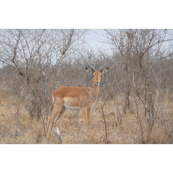 Picture South Africa Kruger National Park Crocodile River road 2008-09 5 - History Crocodile River road