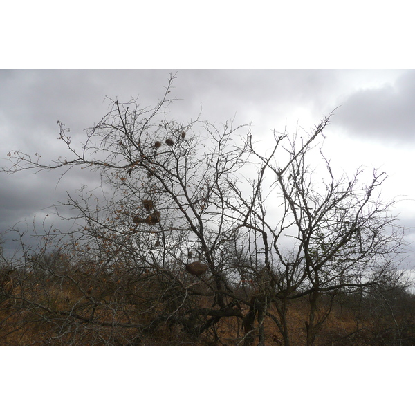 Picture South Africa Kruger National Park Crocodile River road 2008-09 12 - Tour Crocodile River road