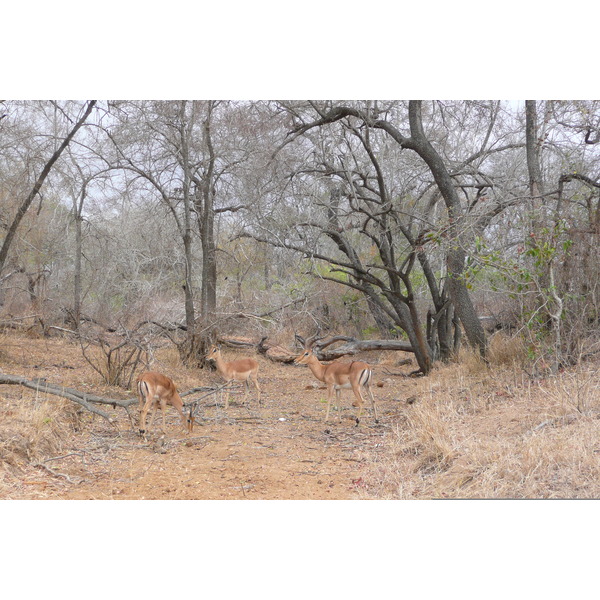 Picture South Africa Kruger National Park Crocodile River road 2008-09 15 - Tours Crocodile River road