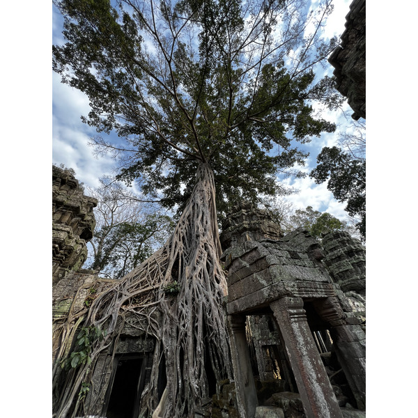 Picture Cambodia Siem Reap Ta Prohm 2023-01 27 - History Ta Prohm