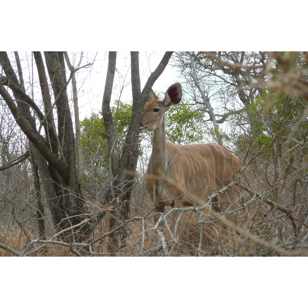 Picture South Africa Kruger National Park Crocodile River road 2008-09 47 - Around Crocodile River road