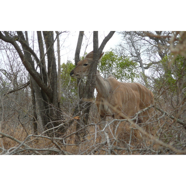 Picture South Africa Kruger National Park Crocodile River road 2008-09 55 - Tour Crocodile River road