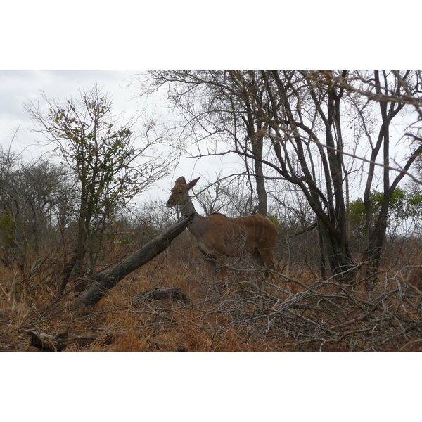 Picture South Africa Kruger National Park Crocodile River road 2008-09 21 - Recreation Crocodile River road