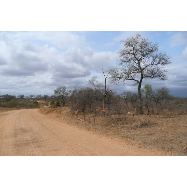 Picture South Africa Kruger National Park Crocodile River road 2008-09 14 - Center Crocodile River road