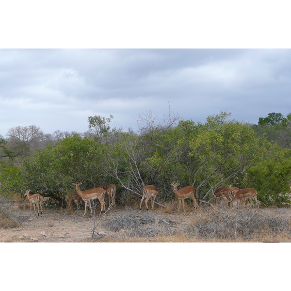 Picture South Africa Kruger National Park Crocodile River road 2008-09 60 - History Crocodile River road